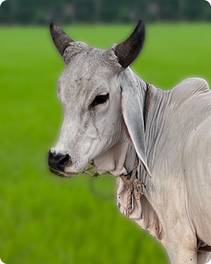 bharati-cow