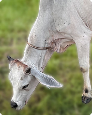 brahmi-cow