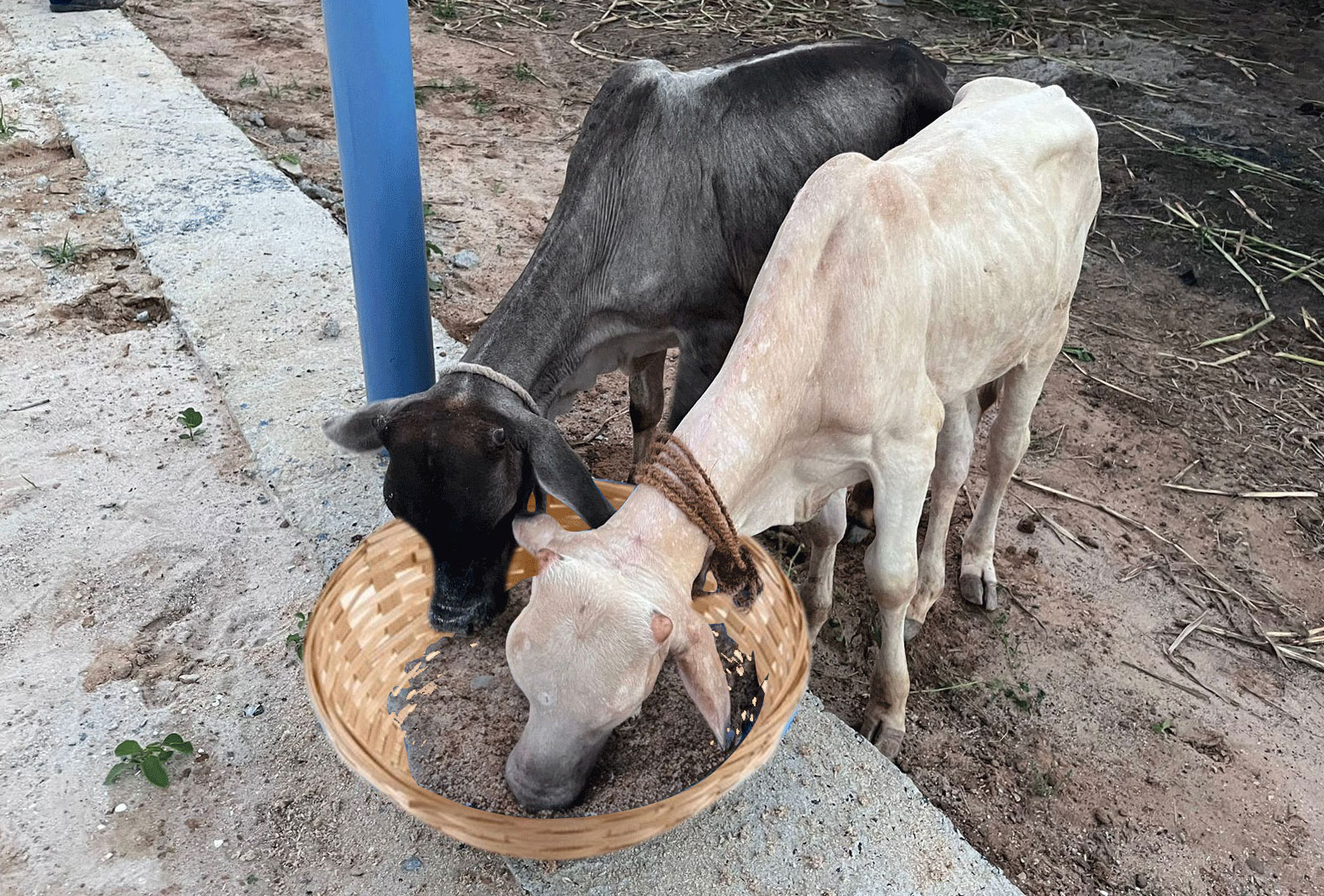 Gau Mata