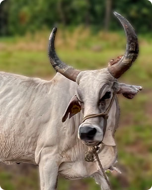 kamdhenu-cow