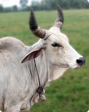 manikarnika-cow