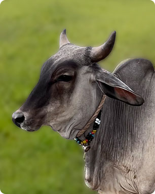 surabhi-cow